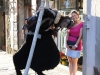 Il Minotauro alla Giostra dell'Archidado  - Cortona 2015